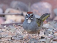 A10A4209Green-tailed_Towhee