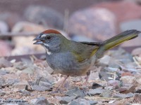 A10A4213Green-tailed_Towhee