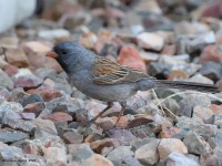 A10A4223Black-chinned_Sparrow