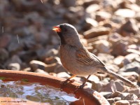 A10A4262Black-chinned_Sparrow