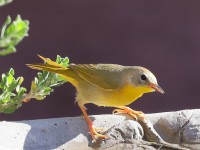 A10A4298Common_Yellowthroat_Warbler