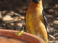 A10A4353Black-headed_Grosbeak