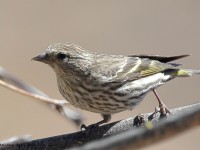 A10A4374Pine_Siskin