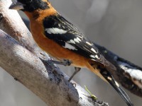 A10A4385Black-headed_Grosbeak