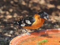 A10A4436Black-headed_Grosbeak