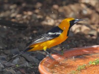 A10A4442Hooded_Oriole