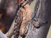 A10A4457Ladder-backed_Woodpecker