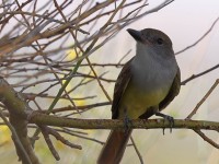 A10A4480Brown-crested_Flycatcher