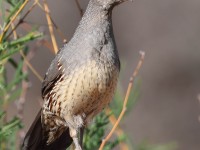 A10A4491Gambels_Quail