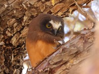 A10A4539Saw-Whet_Owl_Chick