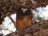 A10A4544Saw-Whet_Owl_Chick