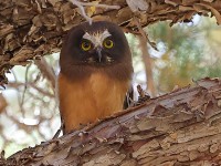 A10A4558Saw-Whet_Owl_Chick