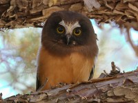 A10A4570Saw-Whet_Owl_Chick