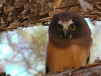 A10A4573Saw-Whet_Owl_Chick
