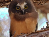 A10A4587Saw-Whet_Owl_Chick