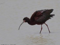 A10A4724White-faced_Ibis