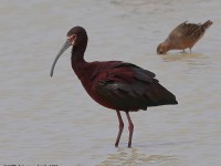 A10A4734White-faced_Ibis