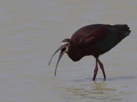 A10A4744White-faced_Ibis