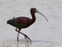 A10A4754White-faced_Ibis