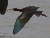 A10A4757White-faced_Ibis