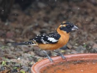 A10A4779Black-headed_Grosbeak