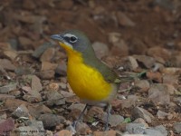 A10A4955Yellow-breasted_Chat