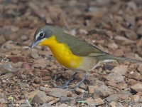 A10A4962Yellow-breasted_Chat
