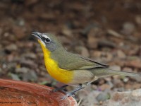 A10A4966Yellow-breasted_Chat