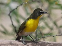 A10A5041Yellow-breasted_Chat