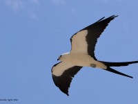 819A9361Swallow-tailed_Kite