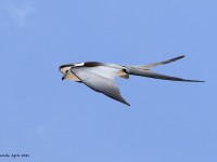 819A9362Swallow-tailed_Kite