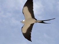 819A9364Swallow-tailed_Kite