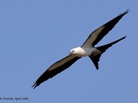 A10A2839Swallow-tailed_Kite