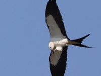 A10A2851Swallow-tailed_Kite