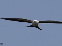 A10A2859Swallow-tailed_Kite