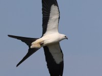 A10A2872Swallow-tailed_Kite