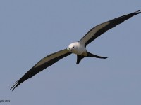 A10A2877Swallow-tailed_Kite