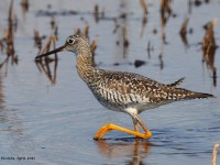 A10A2886Greater_Yellowlegs