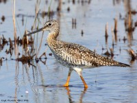 A10A2889Greater_Yellowlegs