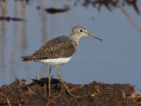 A10A2901Solitary_Sandpiper