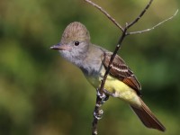 A10A2921Great-crested_Flycatcher