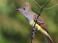 A10A2925Great-crested_Flycatcher