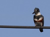 A10A2937Belted_Kingfisher
