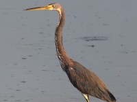 A10A2972Tricolored_Heron
