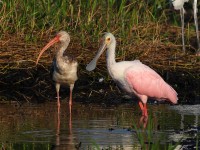 A10A2977Roseate_Spoonbill