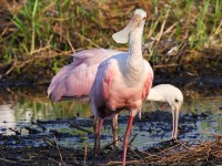 A10A2980Roseate_Spoonbills