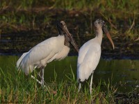 A10A2984Woodstorks