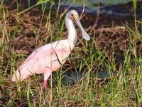 A10A2992Roseate_Spoonbill