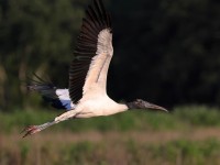 A10A2994Wood_Stork