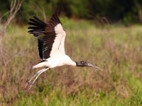 A10A2995Wood_Stork